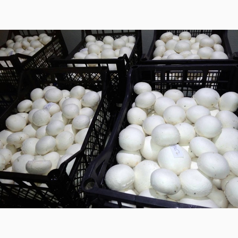 Фото 2. Продажа Шампиньонов грибов 1-го 35 и 2-го 29 сортов оптом