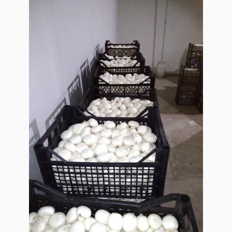 Фото 3. Продажа Шампиньонов грибов 1-го 35 и 2-го 29 сортов оптом