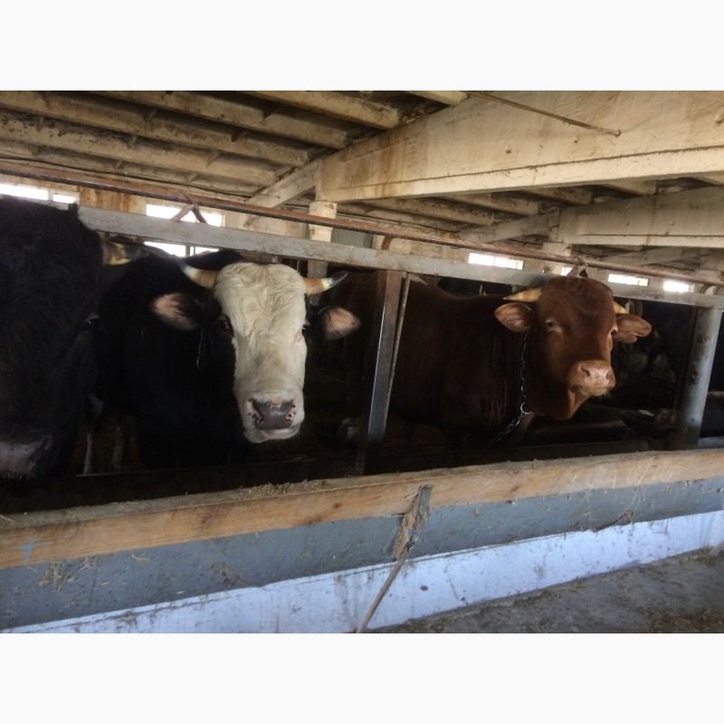 Бычки мясных пород продаем, , Молодняк крупного рогатого скота — APKUA