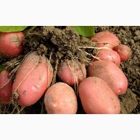 Продам картошку разных сортов с поля