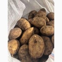 Картофель оптом от фермера, от 20 т