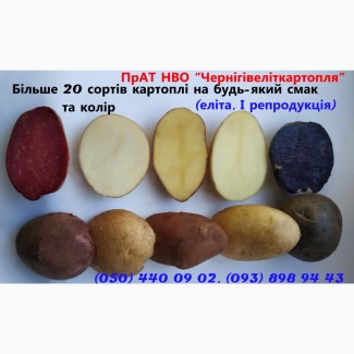 Картопля насіннева напряму від виробника, продаж посадкової картоплі