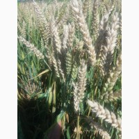 Канадские семена мягкой пшеницы Фопс 1-реп.(двуручка)