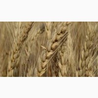 Пшениця м#039; яка озима Балада Миронівська