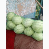 Фото 3. Продам капусту білокачанну від постачальника. Буде близько 300 тонн