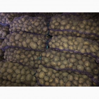 Продам картофель товарный и посадочный «Беларосса» и «Королева Анна»