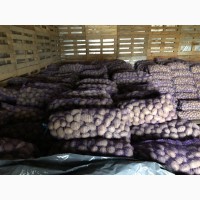 Продам картофель товарный и посадочный «Беларосса» и «Королева Анна»
