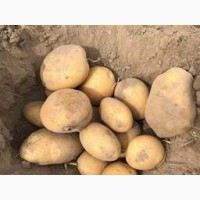 Продам насіння картоплі від 5 т
