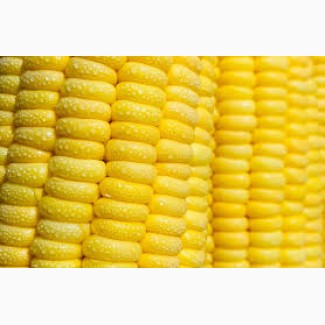Куплю кукурудзу- суху з базовими показниками