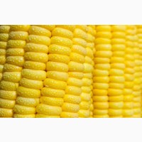 Куплю кукурудзу- суху з базовими показниками