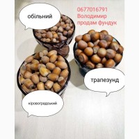 Продам фундук в скорлупі сортів: Трапезунд, Обільний, Кировоградський