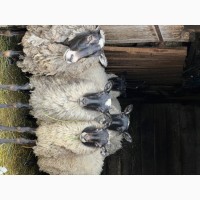 Продам овцы на развод