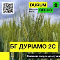 Насіння пшениці БГ Дуріамо 2С / BG Duriamo 2S (Durum Seeds)