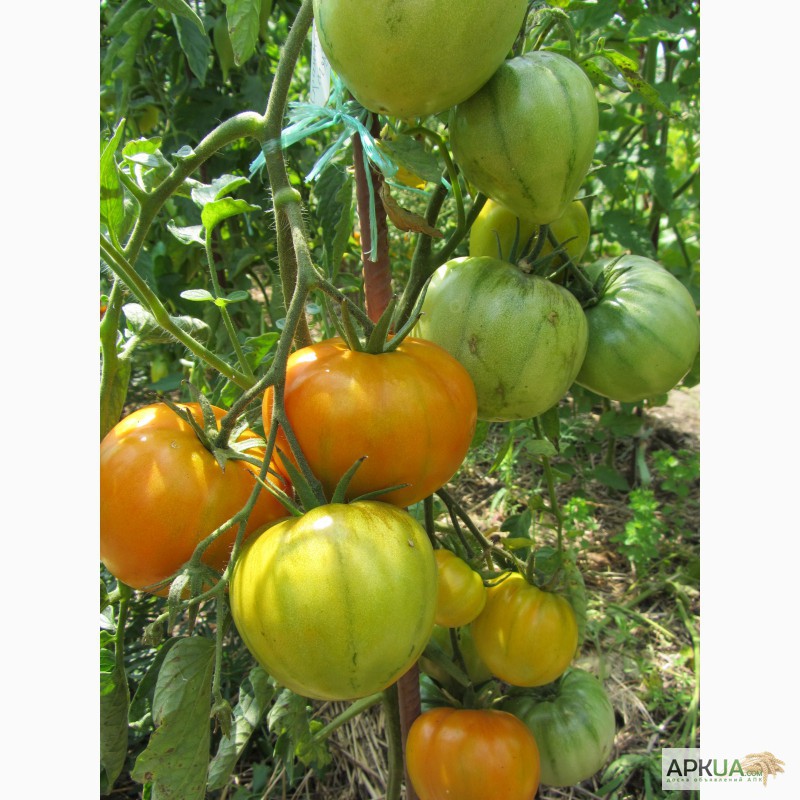 Купить СЕМЕНА томатов, перцев, баклажан - Момордика, тыква .