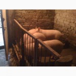 Домашние свиньи живым весом и полутуши - 28 и 49 грн/кг соответственно