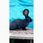 Продам кроликов (Фландр, Обер, Ризен)