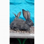Продам кроликов (Фландр, Обер, Ризен)