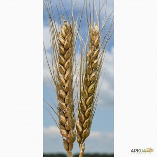 Продам семена пшеницы озимой (мягкой) Благодарка Одесская (элита)