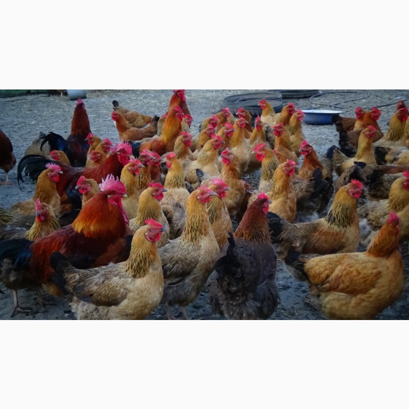 Фото 2. Цыплята суточные, Молодняк Кучинская Юбилейная инкубационные яйца
