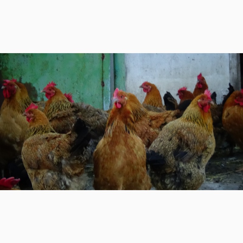 Фото 7. Цыплята суточные, Молодняк Кучинская Юбилейная инкубационные яйца