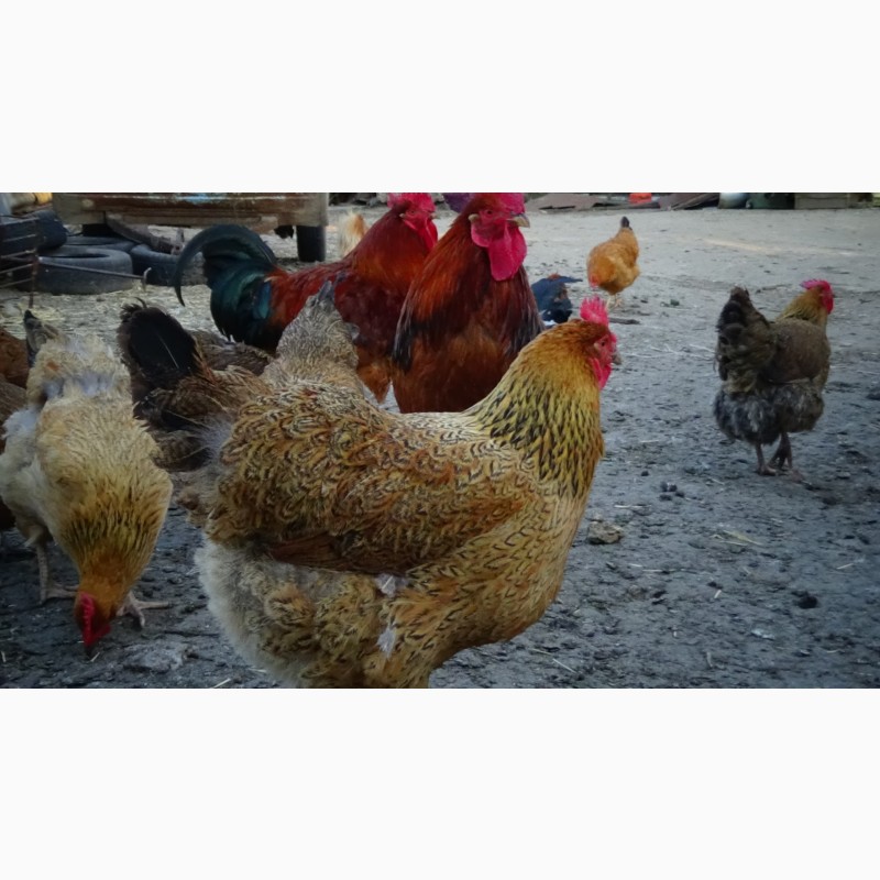 Фото 8. Цыплята суточные, Молодняк Кучинская Юбилейная инкубационные яйца