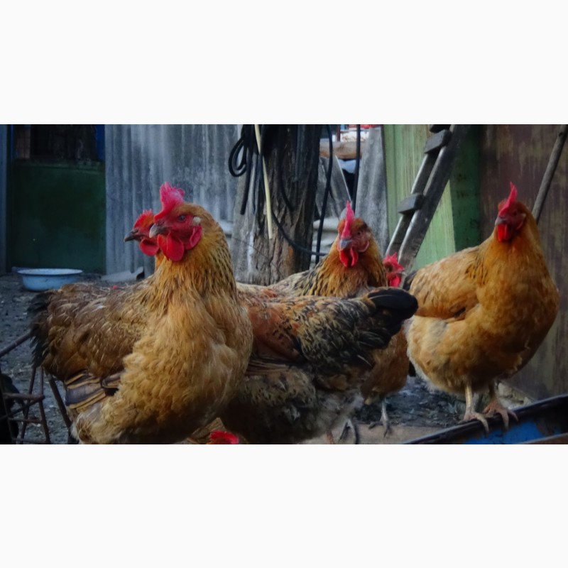 Фото 11. Цыплята суточные, Молодняк Кучинская Юбилейная инкубационные яйца