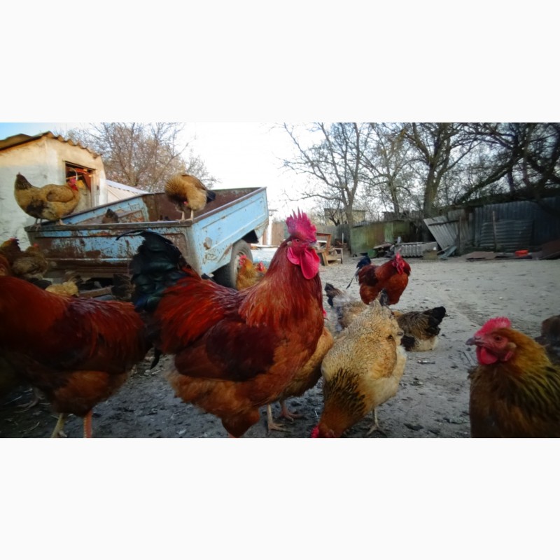 Фото 12. Цыплята суточные, Молодняк Кучинская Юбилейная инкубационные яйца
