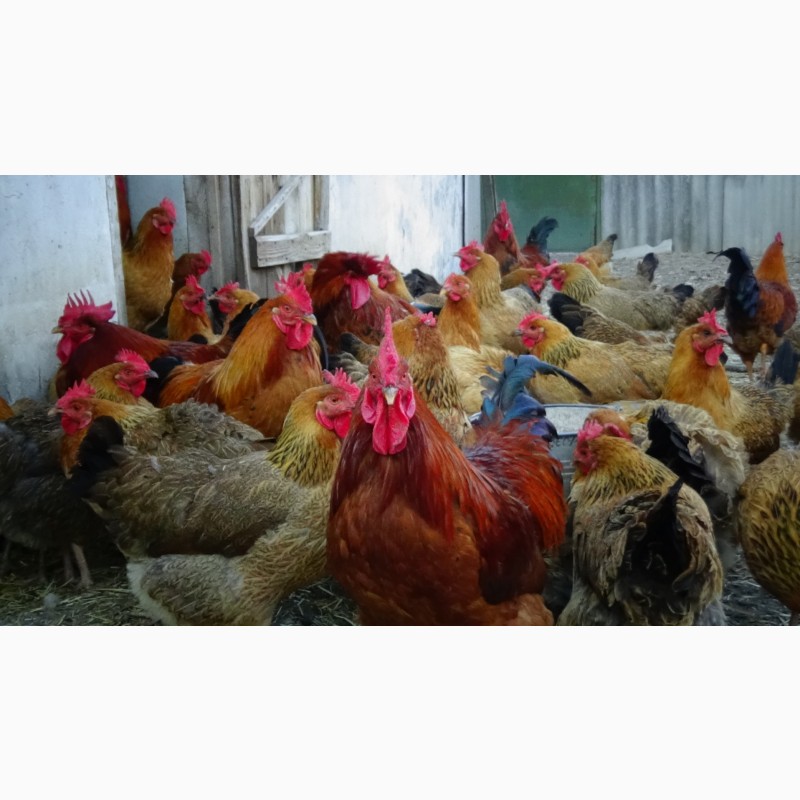 Фото 13. Цыплята суточные, Молодняк Кучинская Юбилейная инкубационные яйца