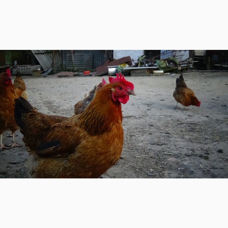 Фото 16. Цыплята суточные, Молодняк Кучинская Юбилейная инкубационные яйца