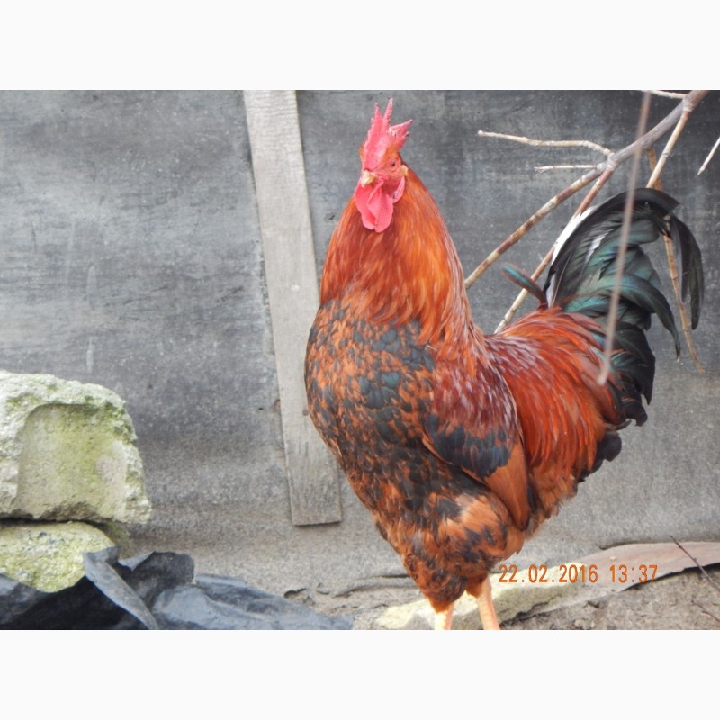 Фото 18. Цыплята суточные, Молодняк Кучинская Юбилейная инкубационные яйца