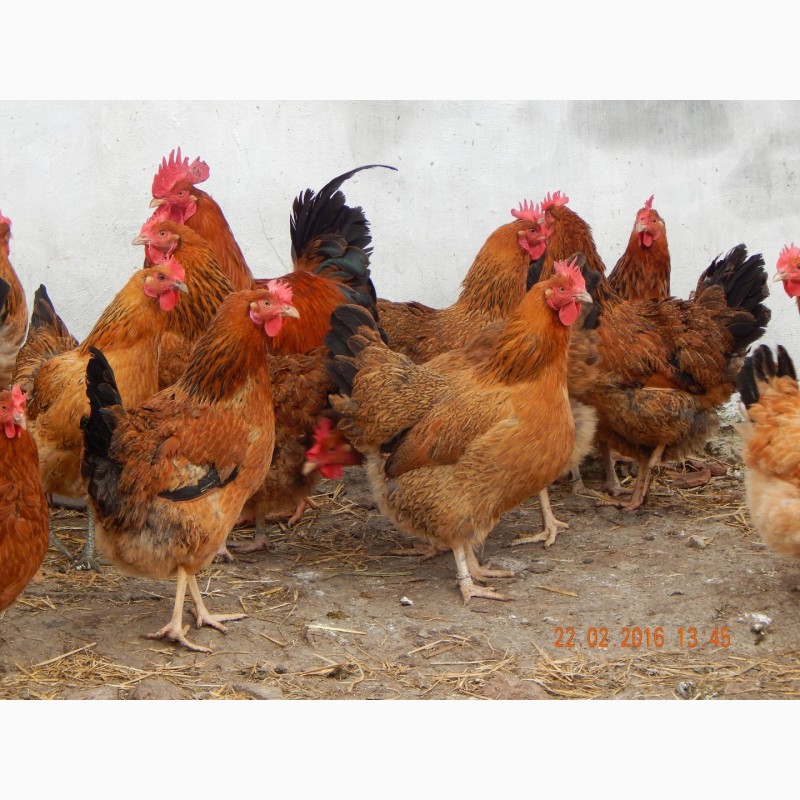 Фото 19. Цыплята суточные, Молодняк Кучинская Юбилейная инкубационные яйца