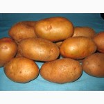 Купуйте в Полтаві оптом насіннєву картоплю. Виробник – ФХ «Царіцино»