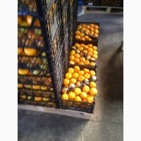 Апельсины, мандарины оптом