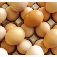 Продаємо Яйце інкубаційне Фоксі Чік