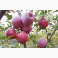 Флорина, Джонатан, Голден, Росавка - яблоки от производителя