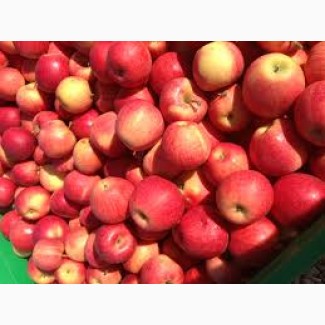 Продам оптом зимові яблука сорт Флоріна, Голден. Об#039;єм 0.5 т
