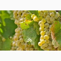 Продам винный белый виноград Шардоне и Савиньон. Одесса