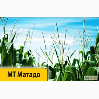 Кукуруза МТ Матадо (Dow Seeds / Дау Сидс) Импорт