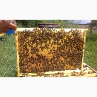 Продам пчелопакеты карпатской породы 2019
