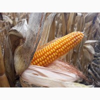 Семена гибрида кукурузы Мартиника ФАО - 330