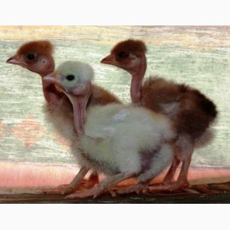 Суточные цыплята кур Голошейка (испанка)