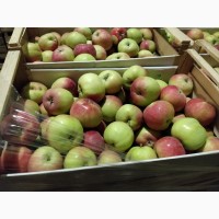 Продаем яблоки оптом, сорт Женева, от производителя