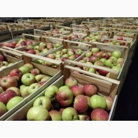 Продаем яблоки оптом, сорт Женева, от производителя