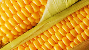 Фото 7. Закупаем оптом кукурузу