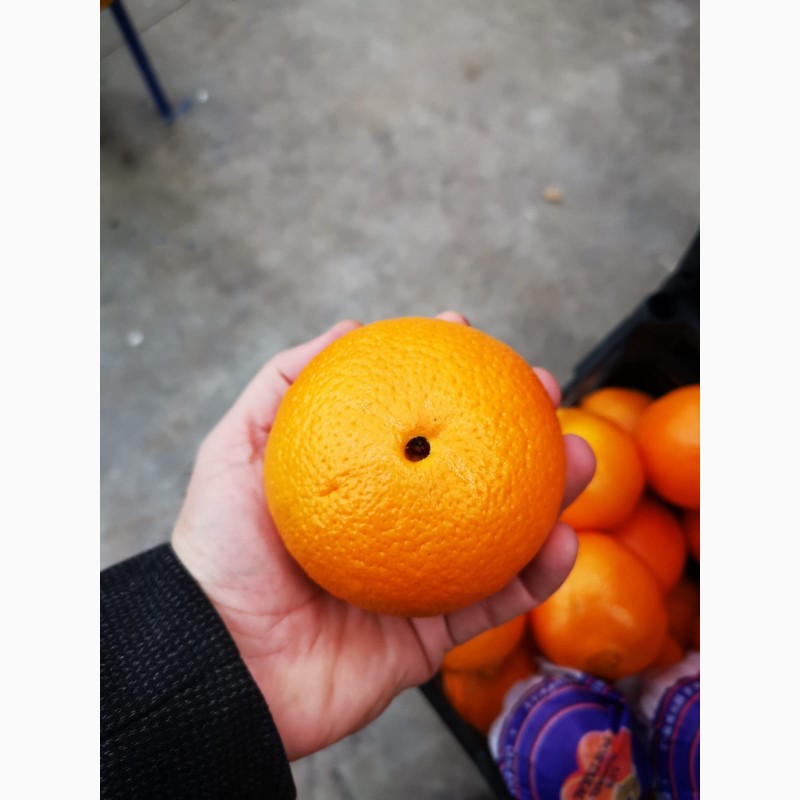 Фото 5. Апельсины свежие в наличие Турция Вашингтон Купить апельсины