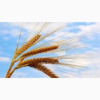 Семена озимой пшеницы Понтикус Германия