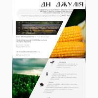 Продам посівний матеріал кукурудзи, гібрид ДН Джулія