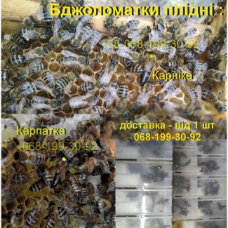 Бджоломатки плідні молоді Карника зимувалі є зараз в наявності