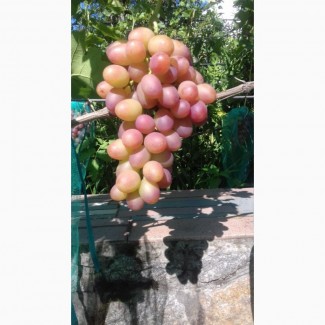 Продам столовые сорта винограда