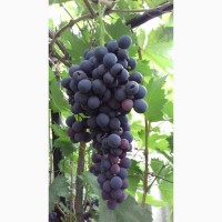 Продам столовые сорта винограда